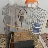 عروس هلندی دو عدد نر و ماده ۵۰ روزه میباشد