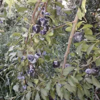 نهال آلوی سیاه محلی