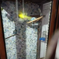 مرغ عشق ماده