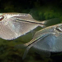 اکواریوم حرفه ای و ماهی خاص|ماهی|زابل, |دیوار