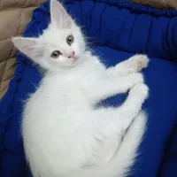 گربه پرشین