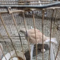 پرنده زینتی