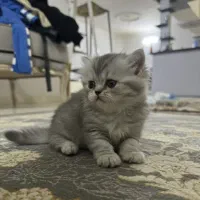 گربه بریتیش چیچیلا (لانگ هیر)|گربه|مشهد, احمدآباد|دیوار