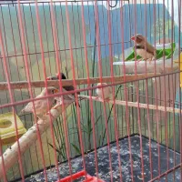 عروس  هلندی نر ماده به شرت تخم جوجه  فنج مرغ عشق|پرنده|پاکدشت, خاتون آباد|دیوار