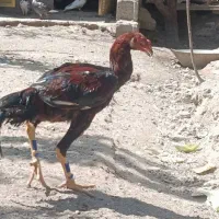خروس لاری افغان ۶ ماهه|حیوانات مزرعه|رباط‌کریم, پرندک|دیوار