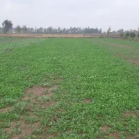 سبزی شاهی و تربچه