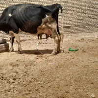 گاو هلیشتان باگوساله ماده