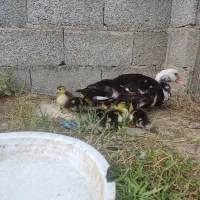 بچه اوردک اسراییلی 6عدد