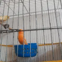 فروش قناری جفت شده|پرنده|داراب, |دیوار