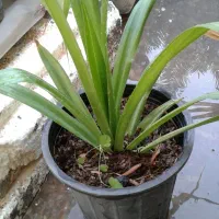 گل وگیاه طبیعی قیمت مناسب|گل و گیاه طبیعی|برازجان, |دیوار