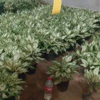 آگلونما برفی