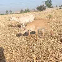 بز وبیگ سانن