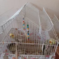 پرنده عروس