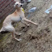 سگ توله تانجی ماده 5 ماهه