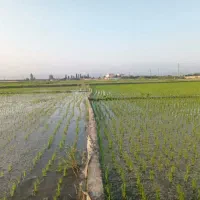 کود آلی کامل