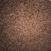 جو کیسه ای|لوازم جانبی حیوانات|گمیشان, |دیوار