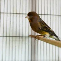 قناری نر قرص بخوان