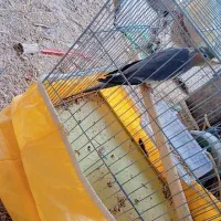 عروسک عروس هلندی(۷۵۰)