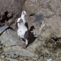 دو جفت پشت گراف|پرنده|تایباد, |دیوار