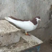 پرشی بشرط چاقو|پرنده|قزوین, |دیوار