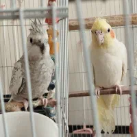 فروش دو عدد عروس هلندی ماده وایت فیس و لوتینو