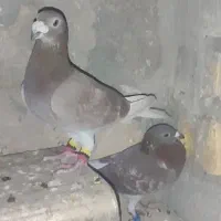 نرو ماده غوره ای