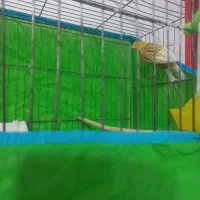 سهره نر چهارگل عطیقه.|پرنده|پاکدشت, پاکدشت (مامازند)|دیوار