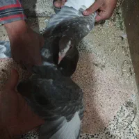 کفتر|پرنده|ماهان, |دیوار