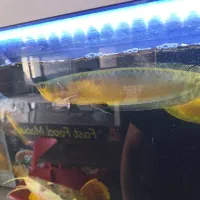 ماهی گوشتخوار