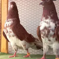 کبوتر  حرفه ای