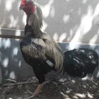 مرغ وخروس لاری ومرغ محلی