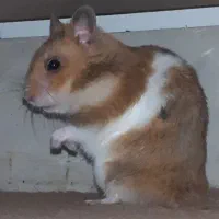 همستر|موش و خرگوش|قزوین, |دیوار