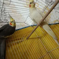 جفت عروس هلندی معاوضه با مرغ مینا
