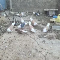 کبوتر رنگه روبال