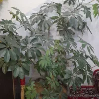گل زیبای شفلرا