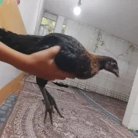 مرغ وخروس و جوجه