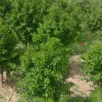 باغ-کن