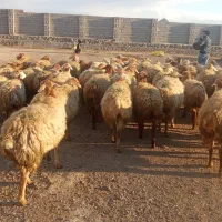 توغلی دامازدیخ اصل مغان