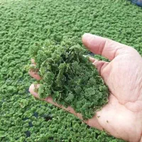 فروش گیاه ازولا