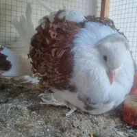 کبوتر جکسون