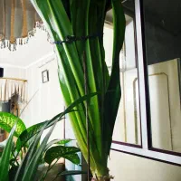 گل پاندانوس