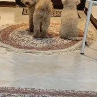 سگ پودل ۲ قلاده ماده ۵ ساله