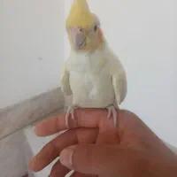 دوعدد عروس هلندی