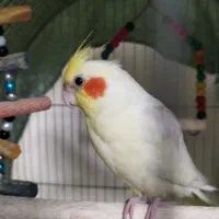 عروس هلندی شیطون|پرنده|تهران, بازار|دیوار