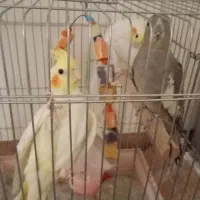 عروس هلندی سالم سرحال