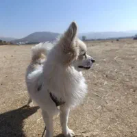 سگ پامر|سگ|یاسوج, |دیوار