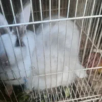 ۲عددخرگوش|موش و خرگوش|مشهد, نظام دوست|دیوار