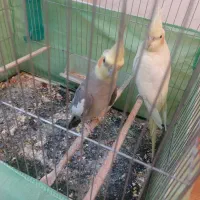 عروس هلندی|پرنده|فردیس, شهرک ارم|دیوار