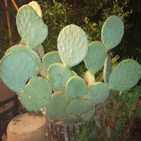 گل کاکتوس بشقابی و قدی به ارتفاع 1.5متر