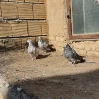 کبوتر کاشان